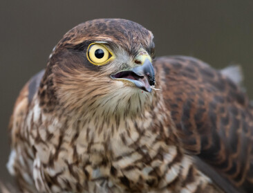 Natuurhulpcentrum vraagt hulp om wilde vogelgriepkadavers te ruimen