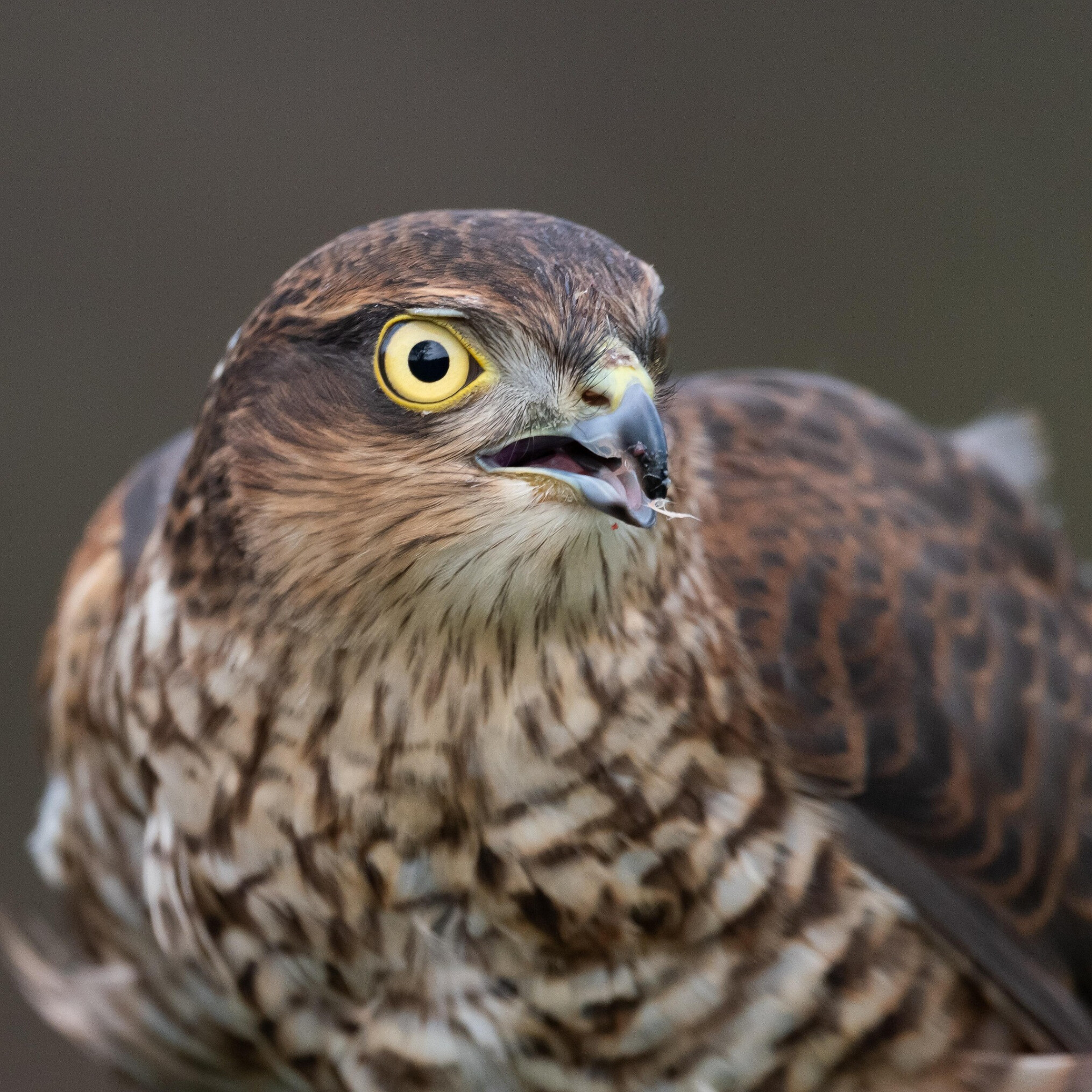 Natuurhulpcentrum vraagt hulp om wilde vogelgriepkadave