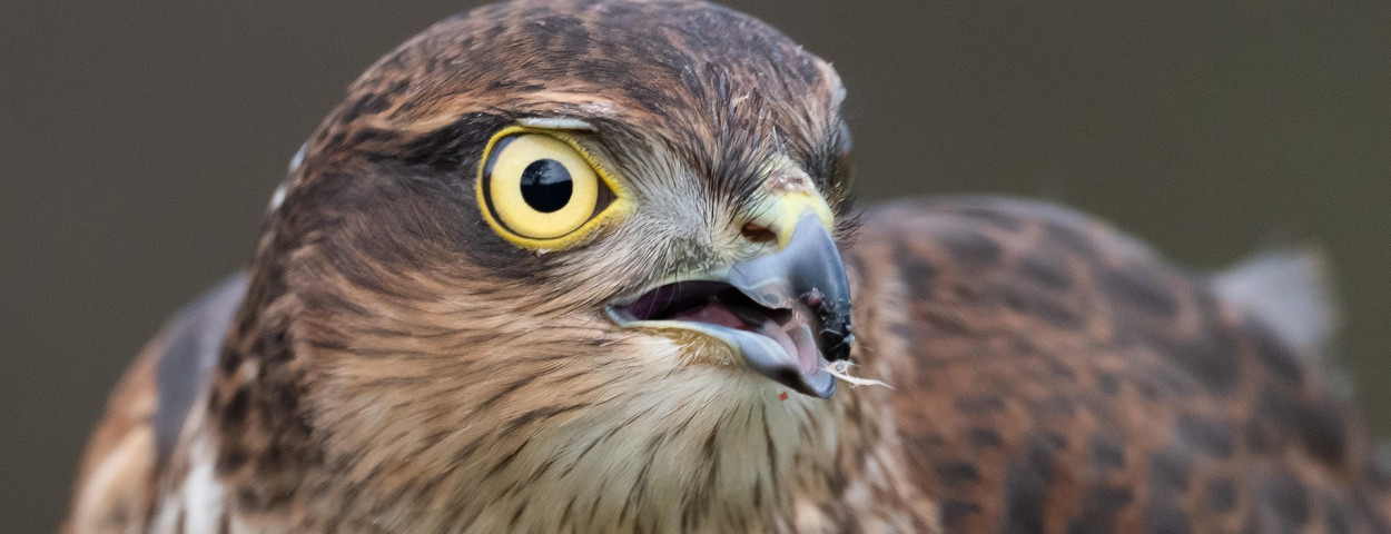 sparrow-hawk-5006730_1920