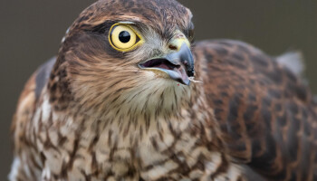 Natuurhulpcentrum vraagt hulp om wilde vogelgriepkadavers te ruimen