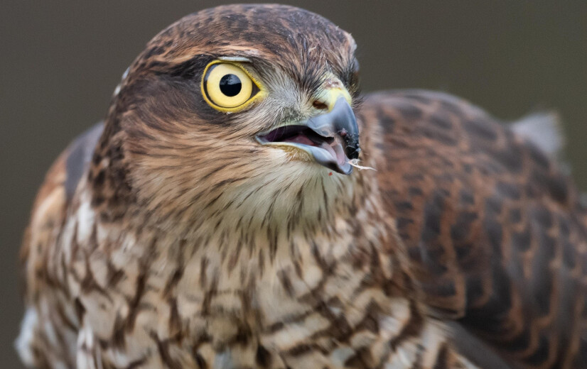 Natuurhulpcentrum vraagt hulp om wilde vogelgriepkadavers te ruimen
