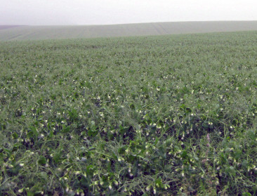 “Give peas a chance”