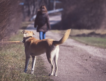 Weyts bestraft dierenmishandeling strenger