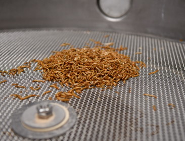 Innovatie stuwt jonge insectensector vooruit