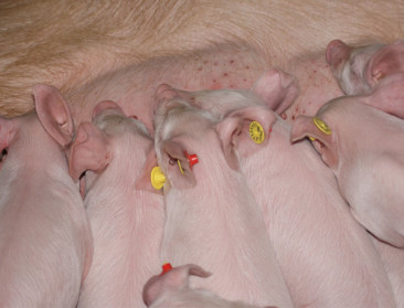 Minister Crevits wil varkenssector weerbaarder maken