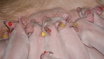 Vlaamse regering keurt steun aan varkenshouders goed