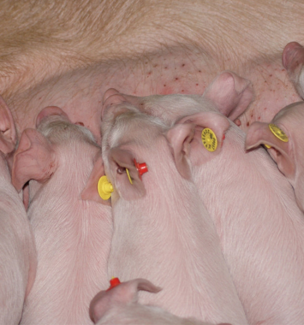 ABS: "Vlaamse varkenshouders zitten op hun tandvlees"