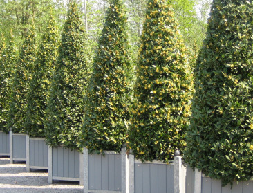 Vlaamse laurier krijgt Europees streeklabel