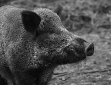 Varkenspestvaccin zou je kunnen voederen aan evers 
