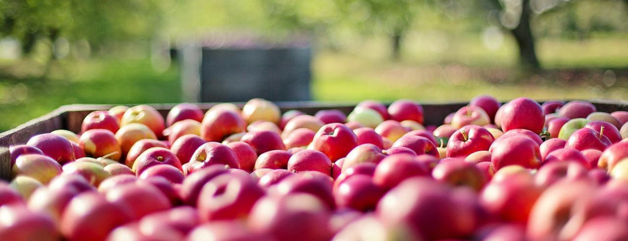 appeloogstfruitteelt-1280