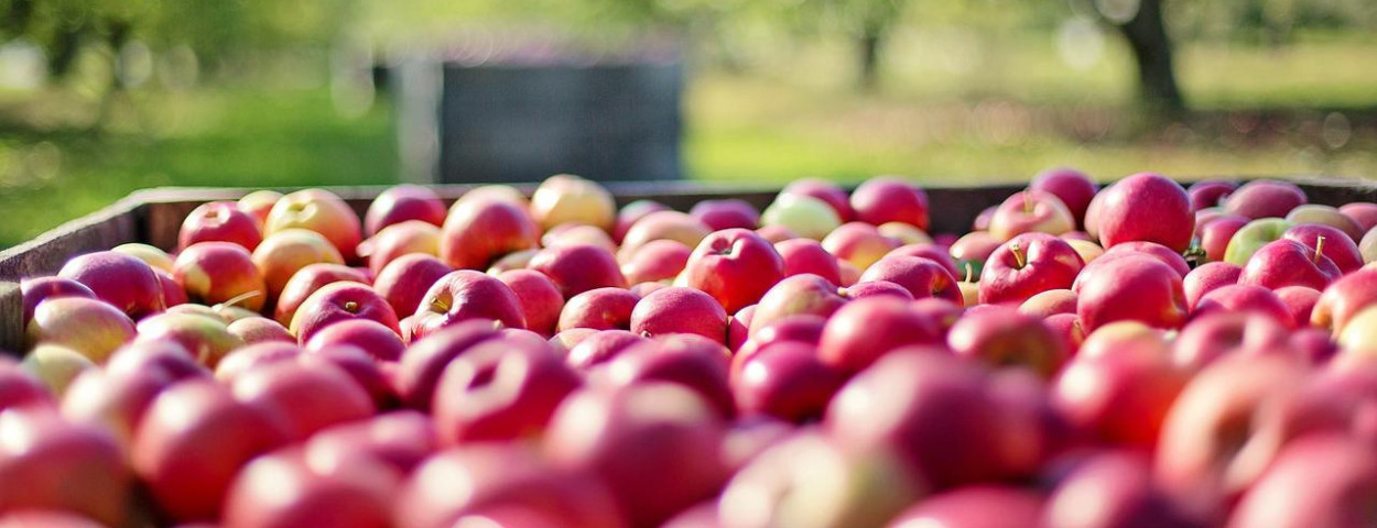 appeloogstfruitteelt-1280