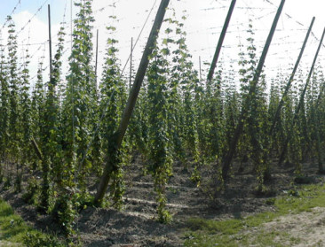 Innovatieve oplossingen stomen Vlaamse hopteelt klaar voor toekomst