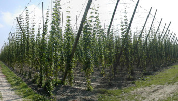 Innovatieve oplossingen stomen Vlaamse hopteelt klaar voor toekomst