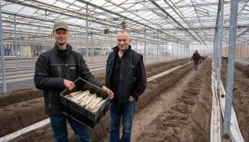 Van tomaten naar asperges: tuinders bouwen dynamisch bedrijf uit in Turnhouts Vennengebied