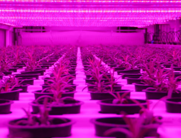 West-Vlaamse plantjes op Mars?