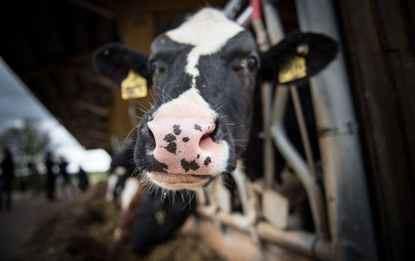 Melkveehouders schakelen nog een tandje bij in duurzaamheid