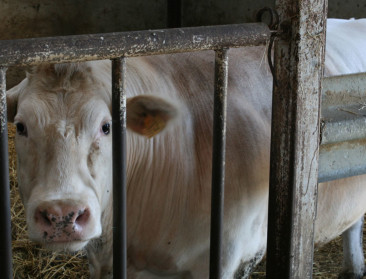 Vleesveehouders werken al jaren voor niets, varkenshouders doen het iets beter