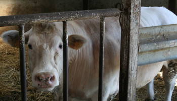 Vleesveehouders werken al jaren voor niets, varkenshouders doen het iets beter