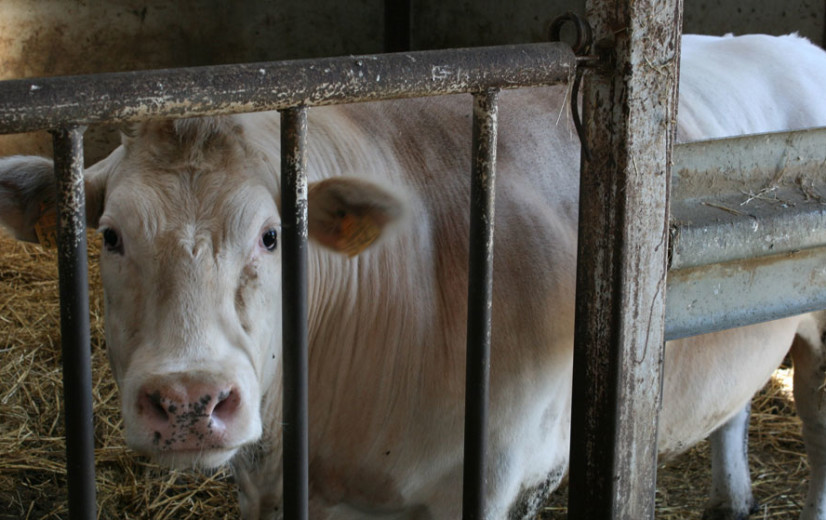 Vleesveehouders werken al jaren voor niets, varkenshouders doen het iets beter