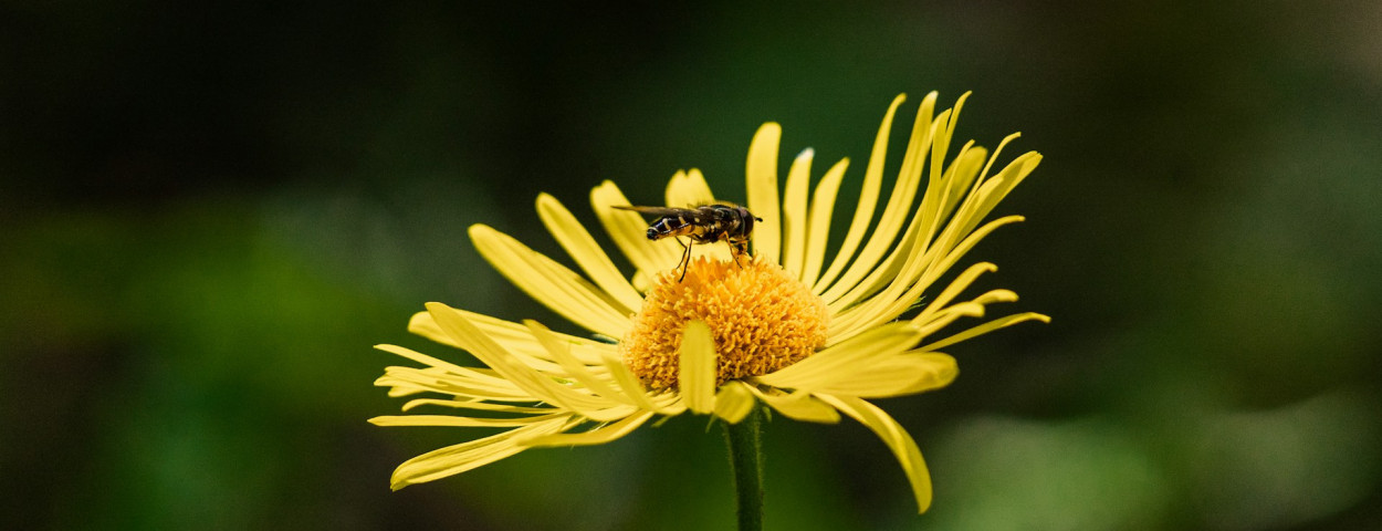 bloem bij biodiversiteit_unsplash