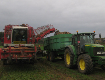 Steken bietentelers hun centen in eigen suikerfabriek?