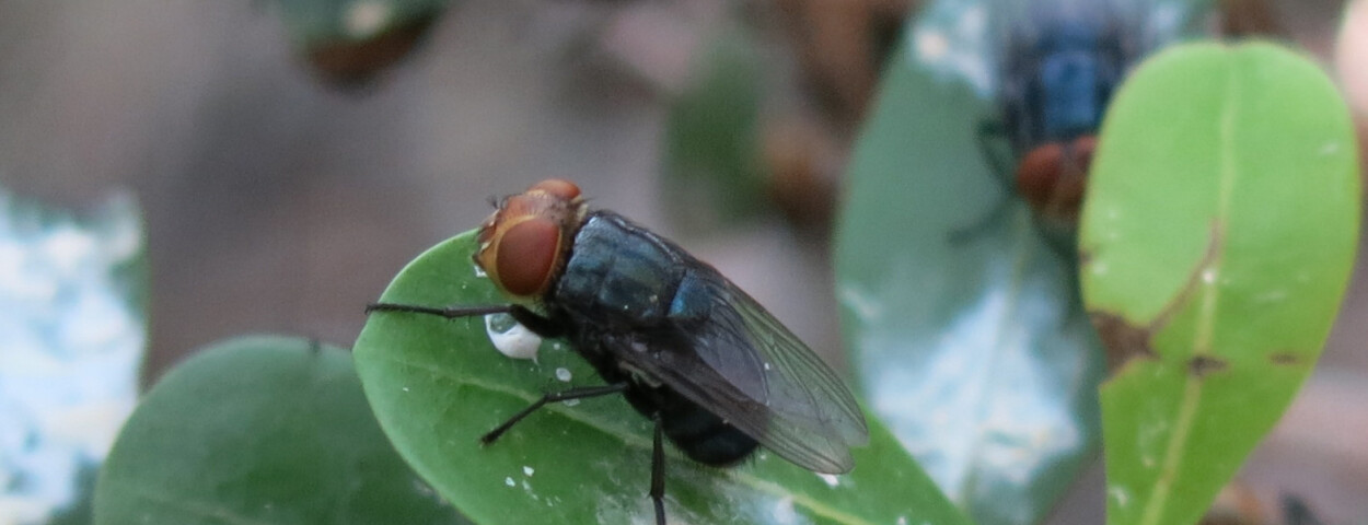 screwworm