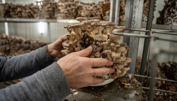 Paddenstoelenteler maakt akkerbouwer blij met restsubstraat