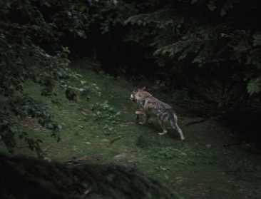 Kogel is door de kerk: Europees Parlement verlaagt beschermingsstatus wolf
