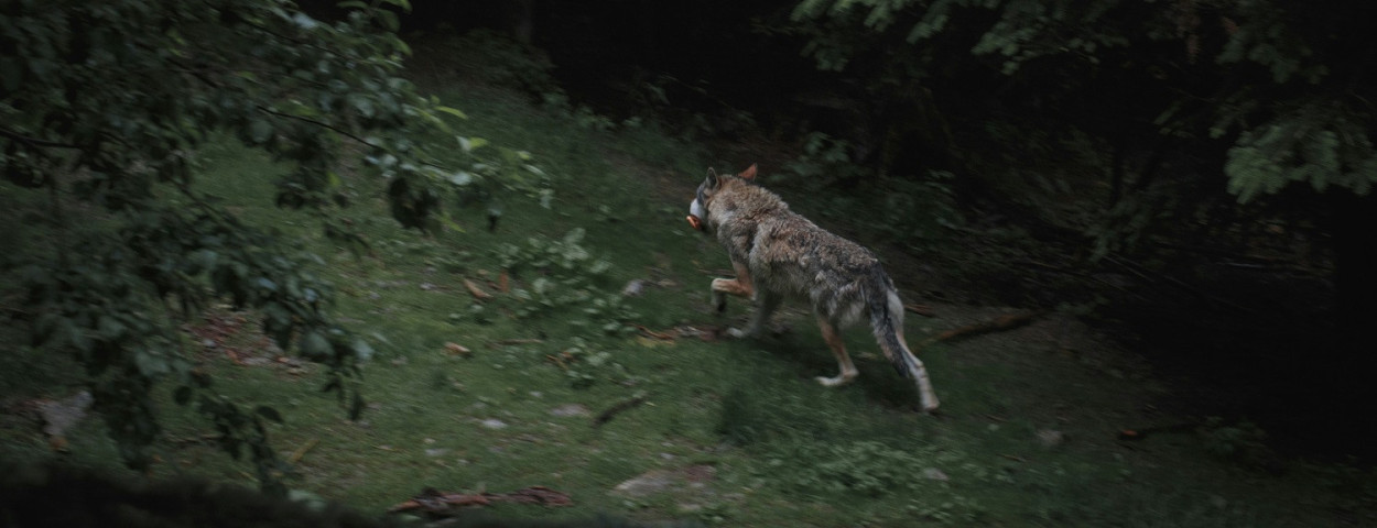 wolf1