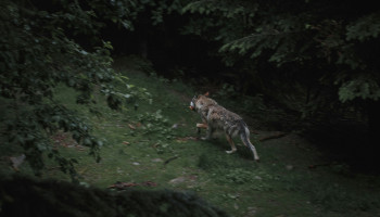 Kogel is door de kerk: Europees Parlement verlaagt beschermingsstatus wolf