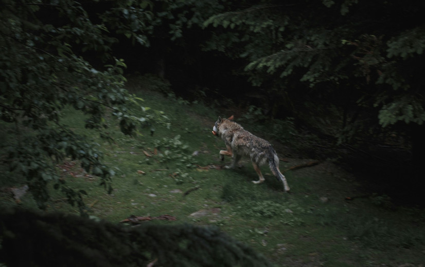 Kogel is door de kerk: Europees Parlement verlaagt beschermingsstatus wolf
