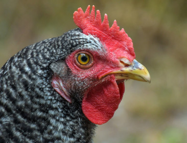 Nieuwe versoepelingen in kader van ziekte van Newcastle