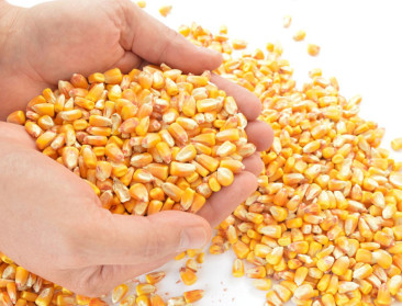 VIB staaft waarom ggo's onverdacht voedselveilig zijn