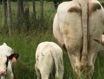 Natuurbegrazing doet streekeigen rundveerassen herleven