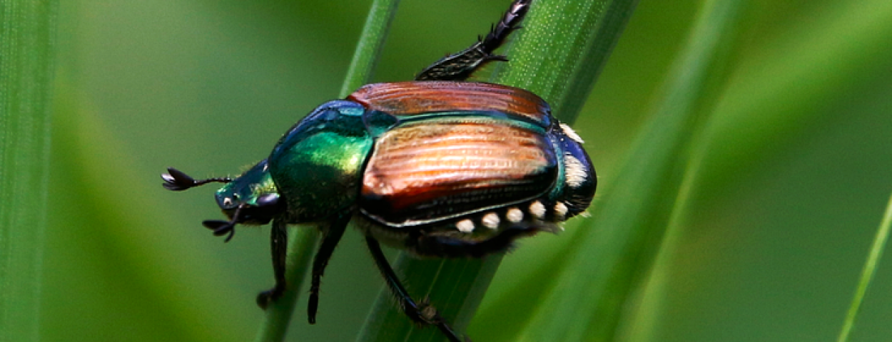 japanese-beetle-8137606_1280_Pixabay
