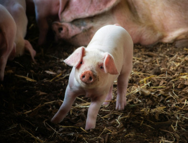 Meer dan de helft van Vlaamse veehouders verliest productierechten