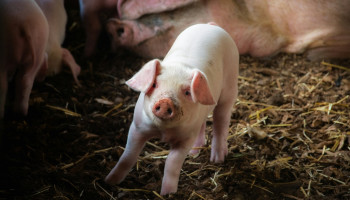 Meer dan de helft van Vlaamse veehouders verliest productierechten