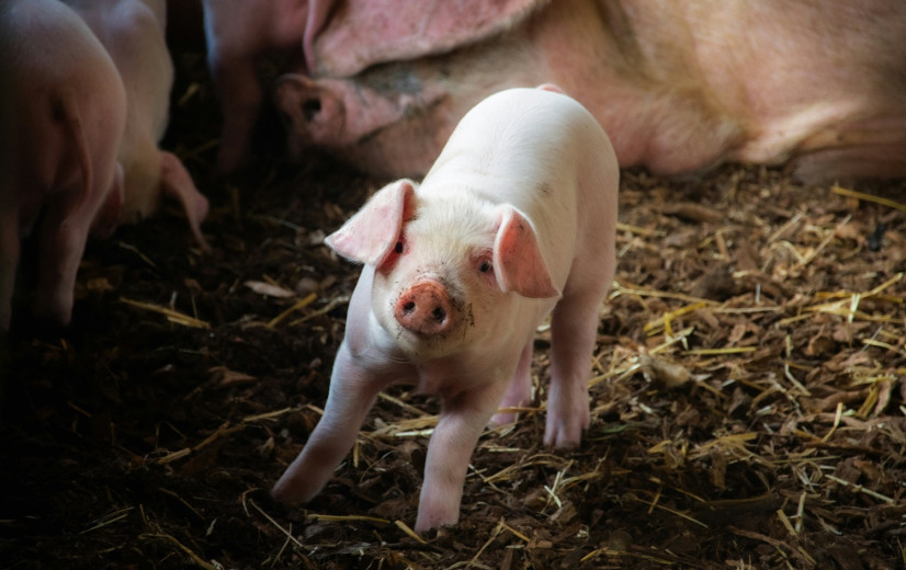 Meer dan de helft van Vlaamse veehouders verliest productierechten
