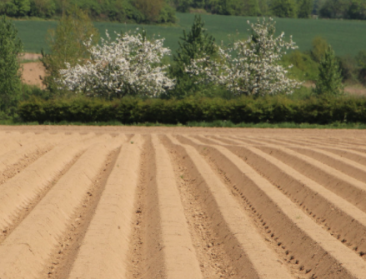 Aardappelareaal zal in 2025 stijgen met zo'n 6 procent