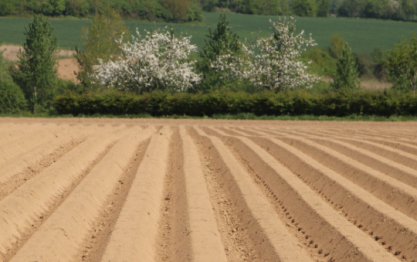 Aardappelareaal zal in 2025 stijgen met zo'n 6 procent