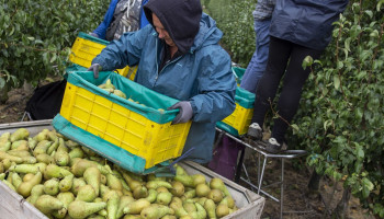 Integratie BelOrta en BVF stap verder na akkoord fruittelers