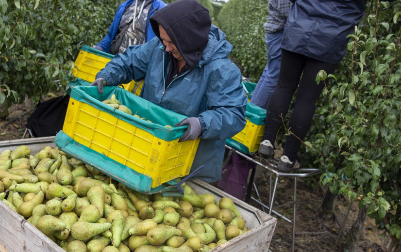 Voor het eerst Oekraïense seizoenarbeiders actief in Vlaamse land- en tuinbouw