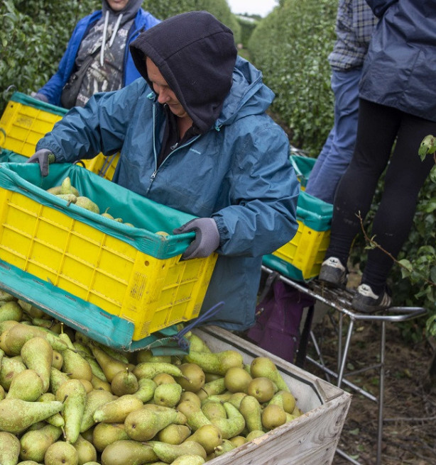 Voor het eerst Oekraïense seizoenarbeiders actief in Vlaamse land- en tuinbouw
