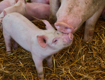 VS verwelkomt nieuw type genetisch gemanipuleerde varkens