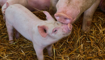 VS verwelkomt nieuw type genetisch gemanipuleerde varkens