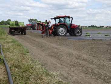 Aanhoudende droogte bezorgt industriegroentetelers kopzorgen
