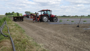 Aanhoudende droogte bezorgt industriegroentetelers kopzorgen