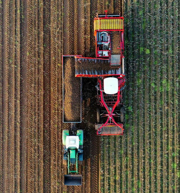 Definitieve raming van de oogst 2025: aardappelproductie stijgt met 21 procent