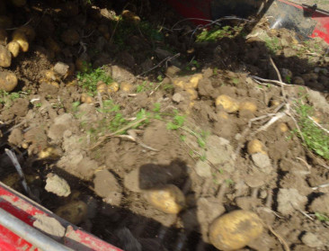 Nederlandse aardappelen raken moeilijk gerooid