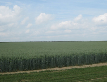 Gaat baktarwe de bijna verdwenen brouwgerst achterna?